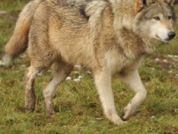 Les loups